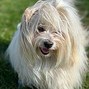 Izara a rejoint le concours — aidez-le/la à gagner de superbes lots ! canidae, carnivore, catalan_sheepdog, chinese_imperial_dog, companion_dog, coton_de_tulear, dog, dog_breed, havanese, kyi_leo, lhasa_apso, lowchen, mammal, polish_lowland_sheepdog, rare_breed_dog, sapsali, terrier, tibetan_terrier, toy_dog, vertebrate