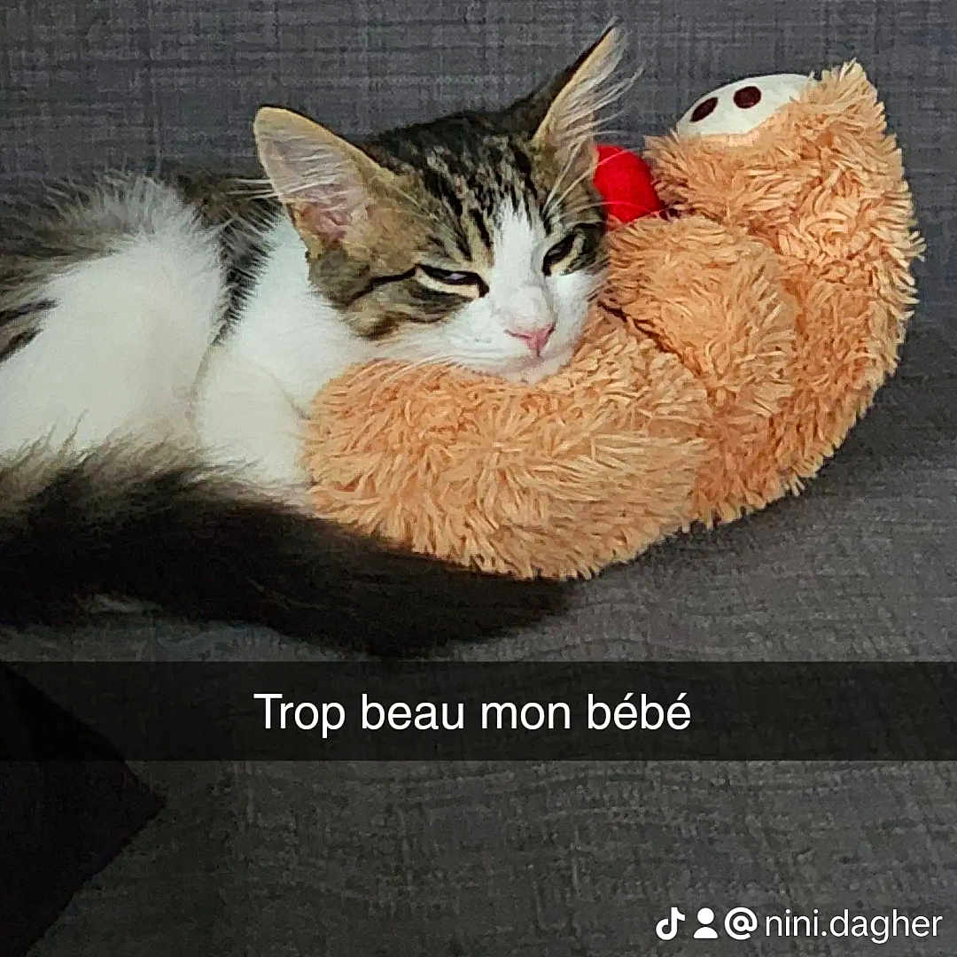 Bob participe au concours pour gagner de l'argent avec cette photo : abyssinian, advertisement, angora, animal, book, canine, cat, clothing, couch, cushion, furniture, homedecor, kitten, manx, person, pet, plush, publication, sleeping, toy