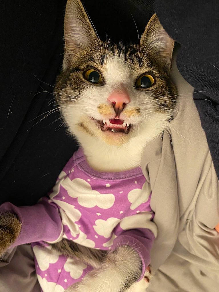 Cleocatra joined the competition — help win amazing prizes! carnivore, cat, collar, domestic_short_haired_cat, felidae, fur, pattern, paw, pink, small_to_medium_sized_cats, snout, surprised, whiskers