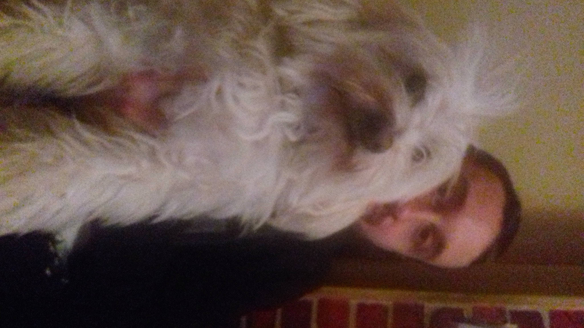 Izi a rejoint le concours — aidez-le/la à gagner de superbes lots ! canidae, carnivore, companion_dog, dog, dog_breed, ear, fur, jaw, labradoodle, mammal, nose, puppy_love, small_terrier, snout, sporting_group, tail, terrier, toy_dog, vertebrate, whiskers