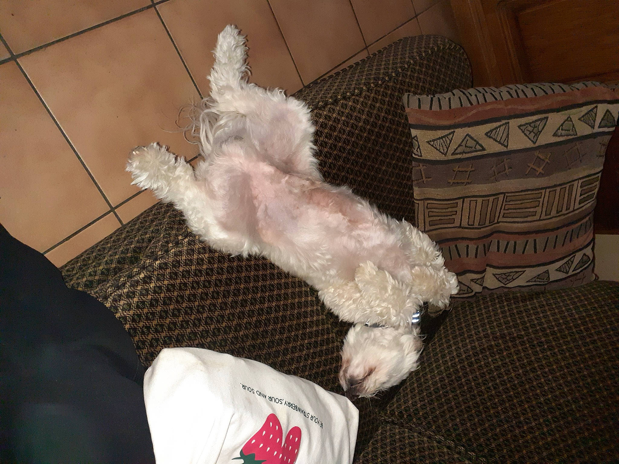 Izi participe au concours pour gagner de l'argent avec cette photo : canidae, carnivore, comfort, companion_dog, dog, dog_breed, dog_supply, fawn, flooring, fur, maltepoo, non_sporting_group, pet_supply, small_terrier, snout, sporting_group, tail, terrier, toy_dog, working_animal