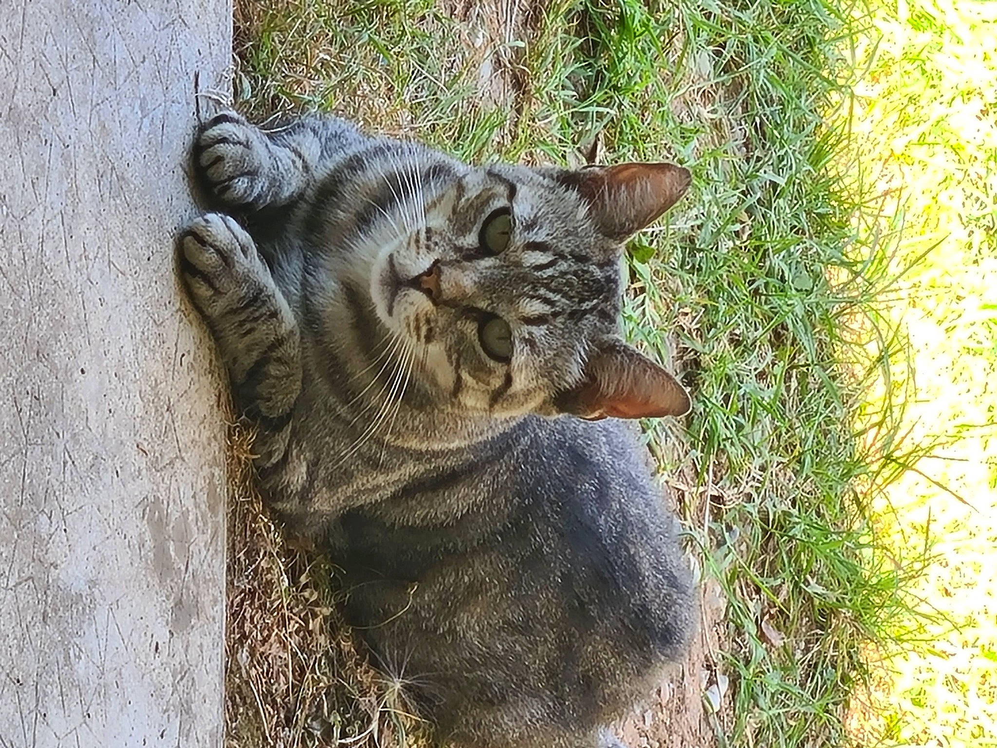 Minuit a rejoint le concours — aidez-le/la à gagner de superbes lots ! carnivore, cat, claw, domestic_short_haired_cat, eye, felidae, fur, grass, groundcover, paw, plant, small_to_medium_sized_cats, soil, tail, terrestrial_animal, tree, trunk, whiskers, wildlife, wood