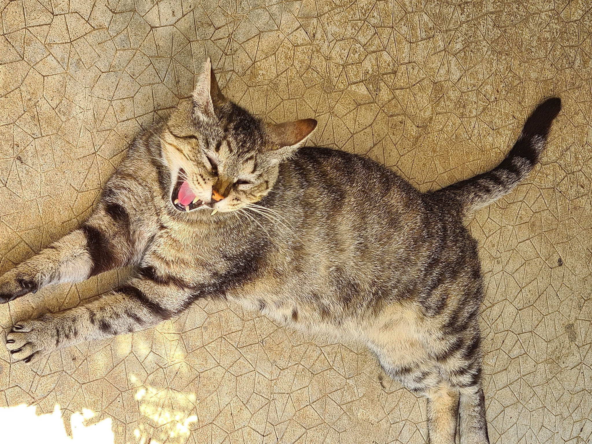 Minuit participe au concours pour gagner de l'argent avec cette photo : carnivore, cat, claw, comfort, domestic_short_haired_cat, eye, fawn, felidae, foot, fur, paw, sitting, small_to_medium_sized_cats, tail, terrestrial_animal, whiskers, wildlife