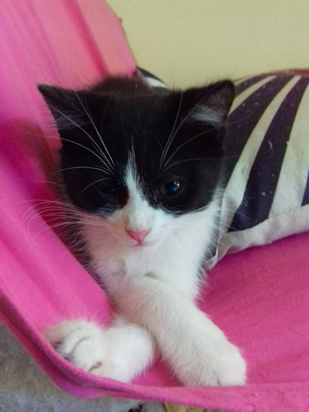 Miou Miou a rejoint le concours — aidez-le/la à gagner de superbes lots ! carmine, carnivore, cat, cat_supply, claw, comfort, domestic_short_haired_cat, eye, felidae, foot, fur, human_leg, magenta, paw, pet_supply, pink, small_to_medium_sized_cats, snout, tail, whiskers