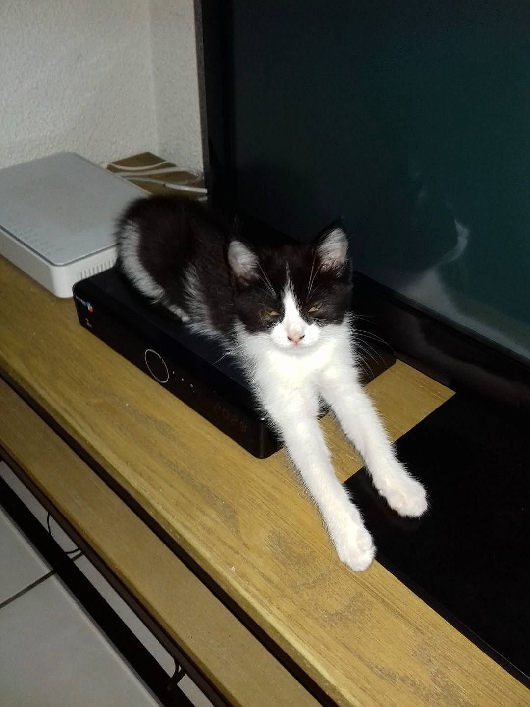 Miou Miou a rejoint le concours — aidez-le/la à gagner de superbes lots ! audio_equipment, carnivore, cat, comfort, desk, domestic_short_haired_cat, felidae, floor, flooring, fur, hardwood, laminate_flooring, office_supplies, output_device, peripheral, small_to_medium_sized_cats, table, tail, whiskers, wood