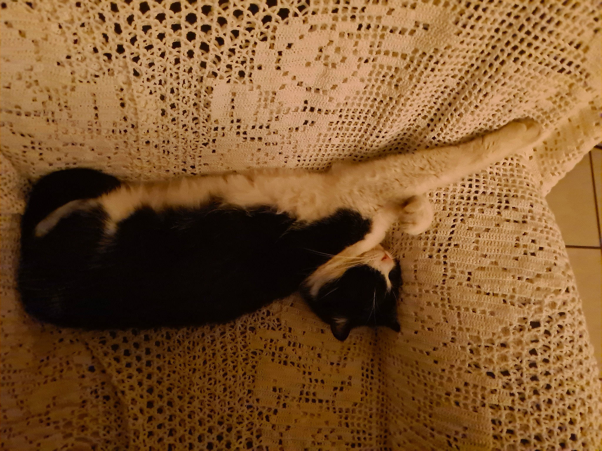 Miou Miou participe au concours pour gagner de l'argent avec cette photo : bedding, beige, carnivore, cat, comfort, domestic_short_haired_cat, fawn, felidae, flooring, fur, linens, pattern, paw, room, small_to_medium_sized_cats, tail, tints_and_shades, whiskers, wood, woven_fabric