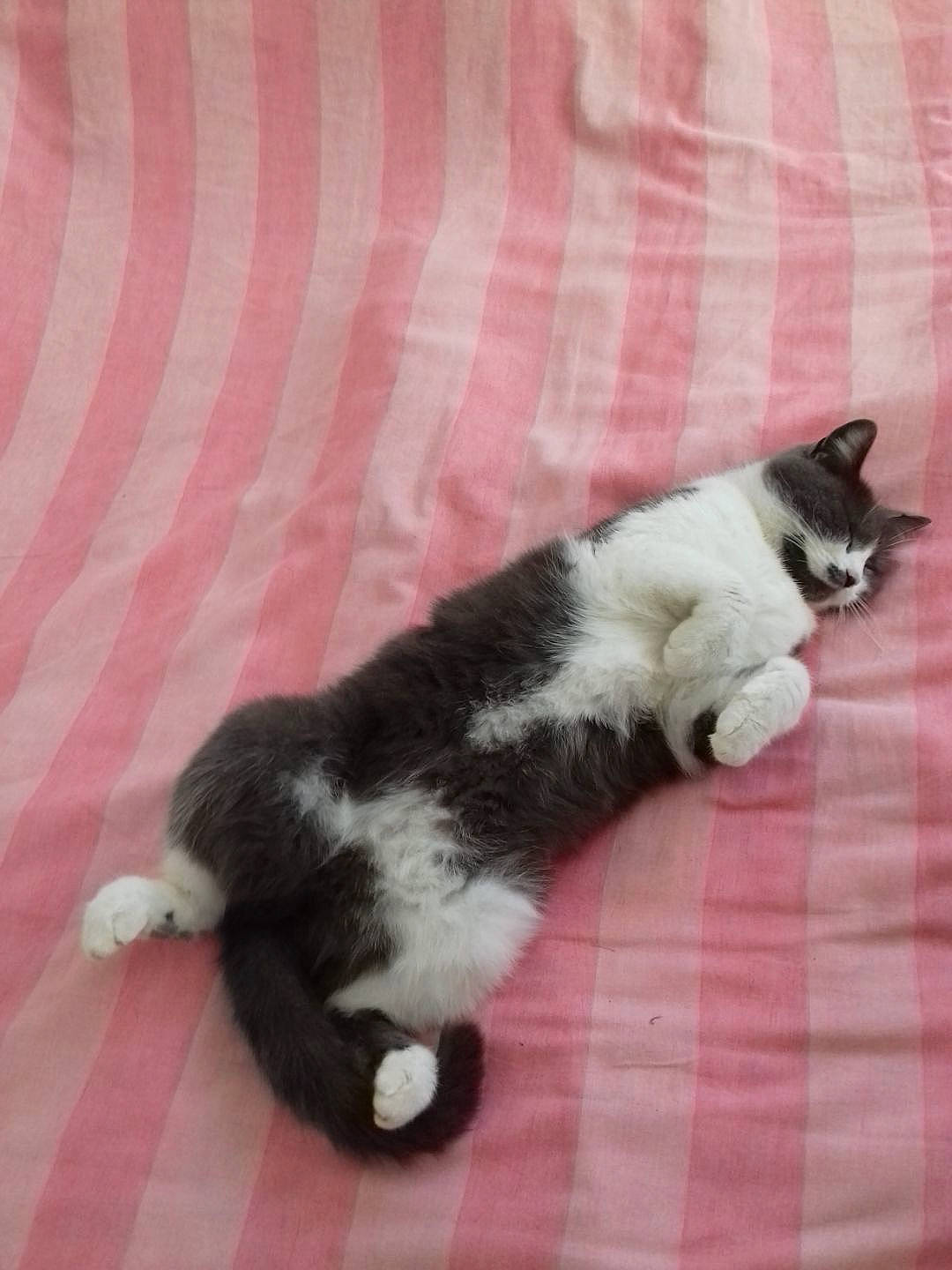 Bubulle a rejoint le concours — aidez-le/la à gagner de superbes lots ! canidae, carnivore, cat, claw, comfort, dog_breed, domestic_short_haired_cat, felidae, flooring, foot, fur, grey, hardwood, nap, paw, small_to_medium_sized_cats, sporting_group, tail, terrestrial_animal, whiskers