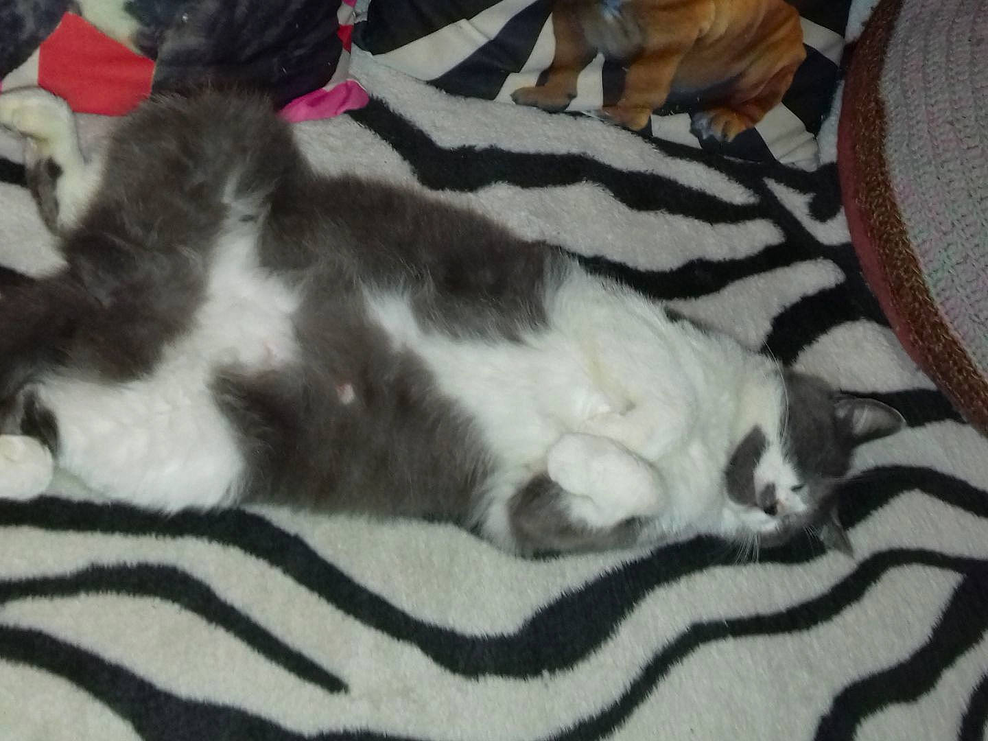 Bubulle participe au concours pour gagner de l'argent avec cette photo : carnivore, cat, comfort, domestic_short_haired_cat, felidae, flooring, fur, grey, linens, nap, pattern, paw, small_to_medium_sized_cats, tail, terrestrial_animal, whiskers