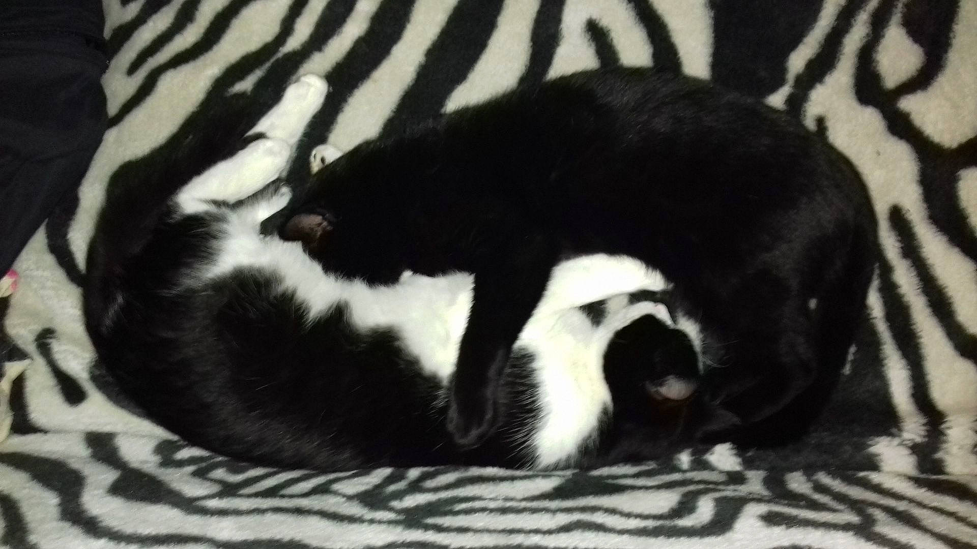 Lucifer Et Miou Miou participe au concours pour gagner de l'argent avec cette photo : canidae, carnivore, cat, claw, comfort, dog_breed, domestic_short_haired_cat, felidae, fur, monochrome_photography, nap, paw, sleep, small_to_medium_sized_cats, snout, sporting_group, tail, terrestrial_animal, whiskers