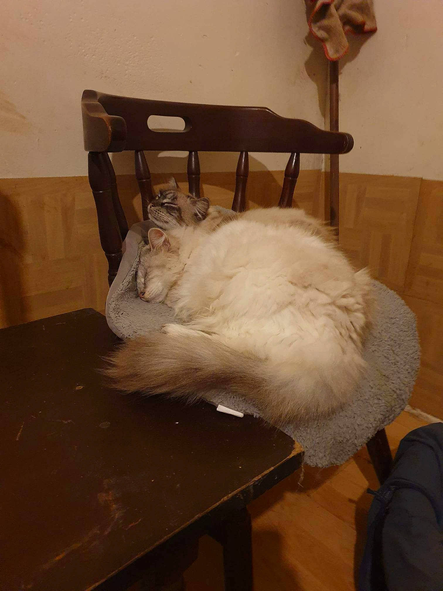 Ponpon Et Pomponette