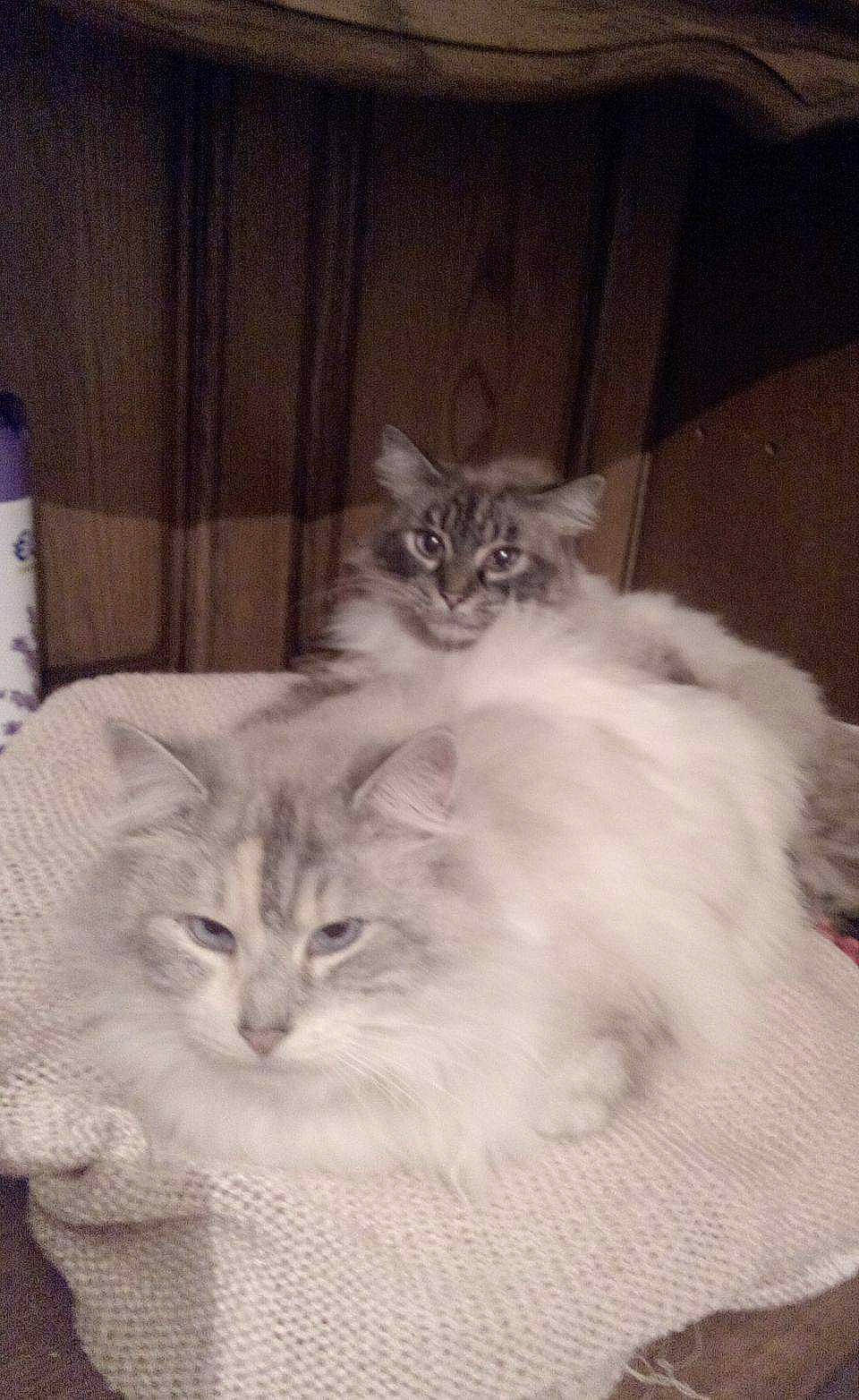 Ponpon Et Pomponette a rejoint le concours — aidez-le/la à gagner de superbes lots ! carnivore, cat, comfort, felidae, fur, paw, small_to_medium_sized_cats, snout, tail, whiskers, window