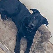 Django participe au concours pour gagner de l'argent avec cette photo : dog, black_dog, pet, indoor, dog_bed, floor, wall, collar, canine, animal, resting, looking_up, paw, ears, snout, furniture, home, domestic, mammal, companion