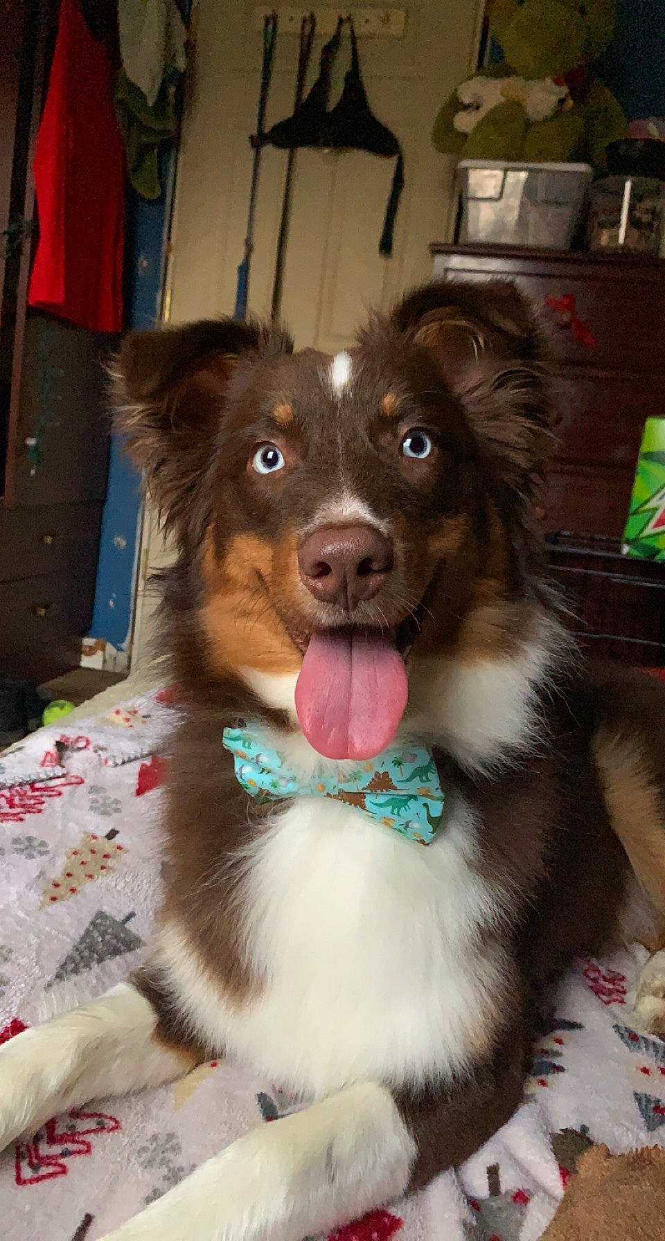 Atty is registered to the contest to win money with this photo: ball, canidae, carnivore, collar, companion_dog, dog, dog_breed, dog_collar, dog_supply, fawn, fur, gun_dog, liver, smile, snout, spaniel, sporting_group, toy_dog, whiskers, working_animal