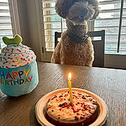 Beaux joined the competition — help win amazing prizes! dog, birthday_cake, candle, plush_toy, happy_birthday, table, chair, window, blinds, indoor, celebration, pet, curly_fur, food, plate, light, decor, animal, birthday, waiting