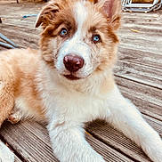 Buzz participe au concours pour gagner de l'argent avec cette photo : puppy, dog, animal, blue_eyes, fluffy, fur, white_and_brown, long_ears, outdoor, wooden_deck, portrait, close_up, lying_down, playful, cute, pet, canine, tail, paws, patio