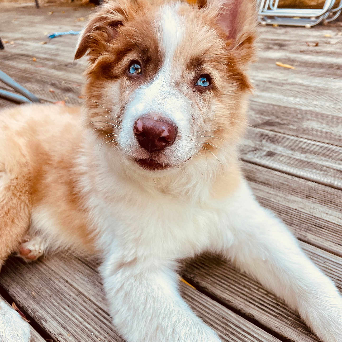 Buzz participe au concours pour gagner de l'argent avec cette photo : puppy, dog, animal, blue_eyes, fluffy, fur, white_and_brown, long_ears, outdoor, wooden_deck, portrait, close_up, lying_down, playful, cute, pet, canine, tail, paws, patio