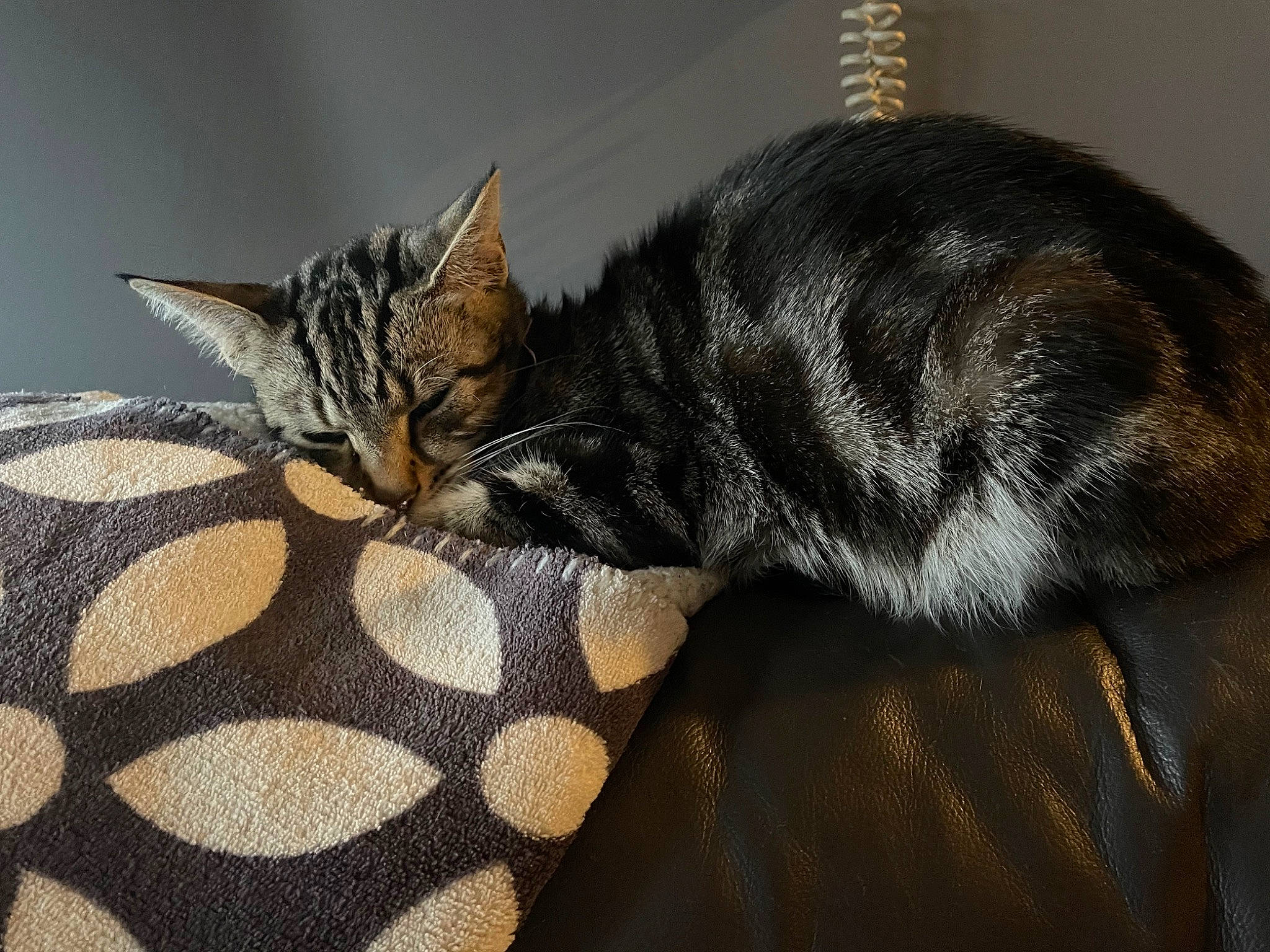 Mufsa is registered to the contest to win money with this photo: carnivore, cat, cat_supply, claw, comfort, domestic_short_haired_cat, ear, felidae, fur, grey, linens, nap, paw, plant, small_to_medium_sized_cats, snout, tail, terrestrial_animal, whiskers, wildlife