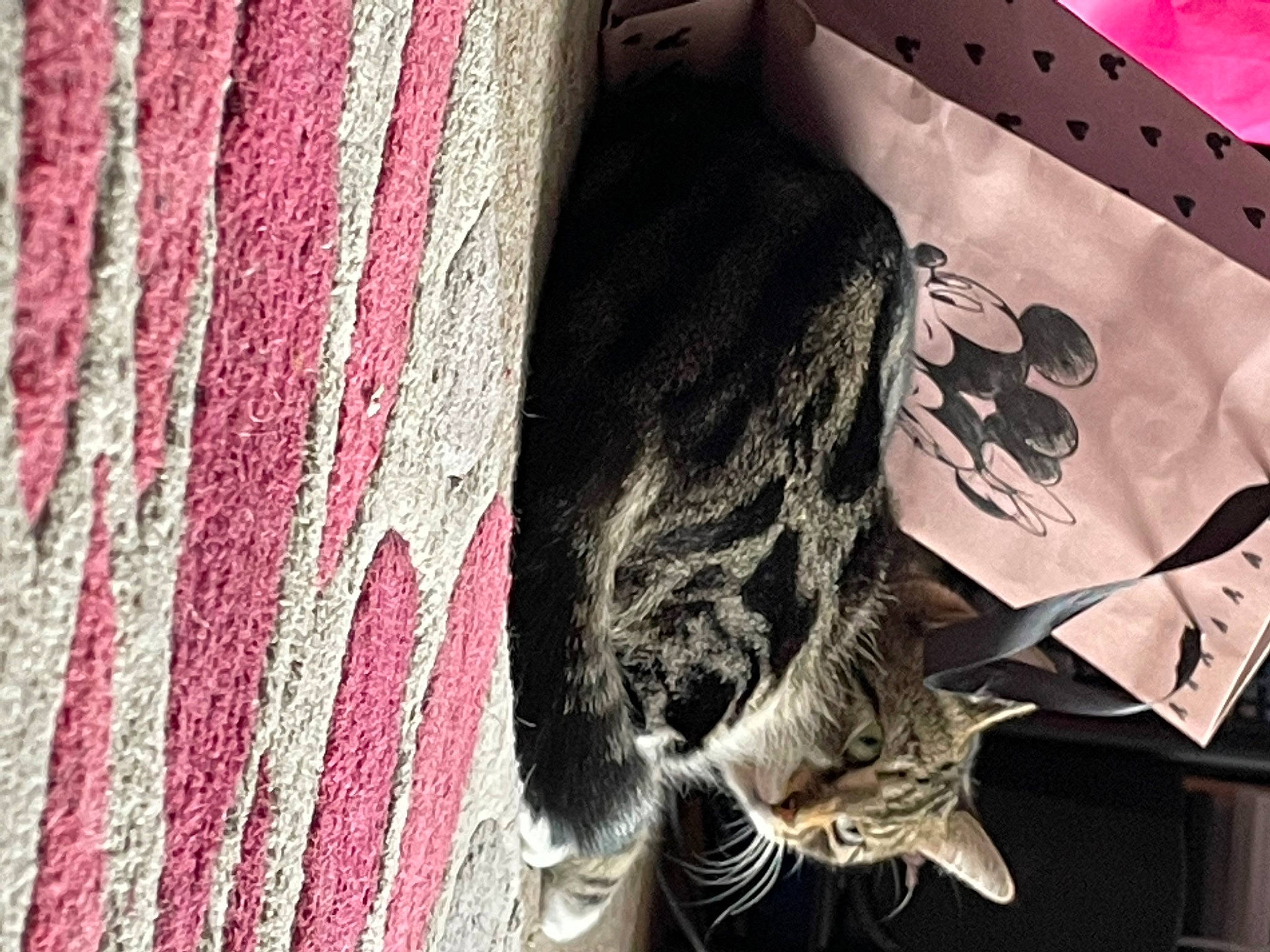 Mufsa is registered to the contest to win money with this photo: carnivore, cat, domestic_short_haired_cat, felidae, font, fur, grey, magenta, paper_product, pattern, small_to_medium_sized_cats, tail, textile, tree, visual_arts, whiskers, window, wood, wool, woven_fabric