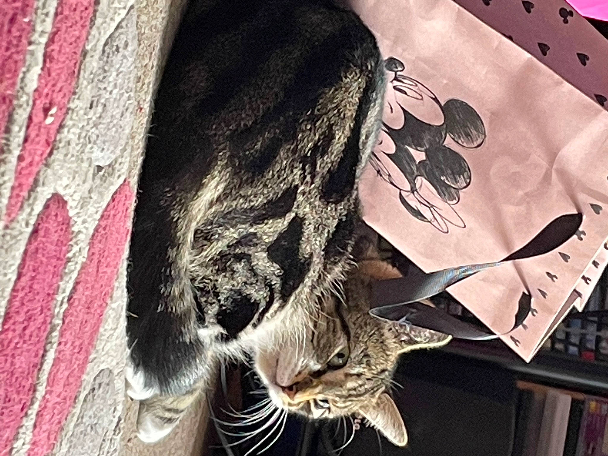 Mufsa is registered to the contest to win money with this photo: art, black_cat, carnivore, cat, claw, domestic_short_haired_cat, fashion_accessory, felidae, font, fur, grey, pattern, paw, small_to_medium_sized_cats, tail, tree, trunk, visual_arts, whiskers, window