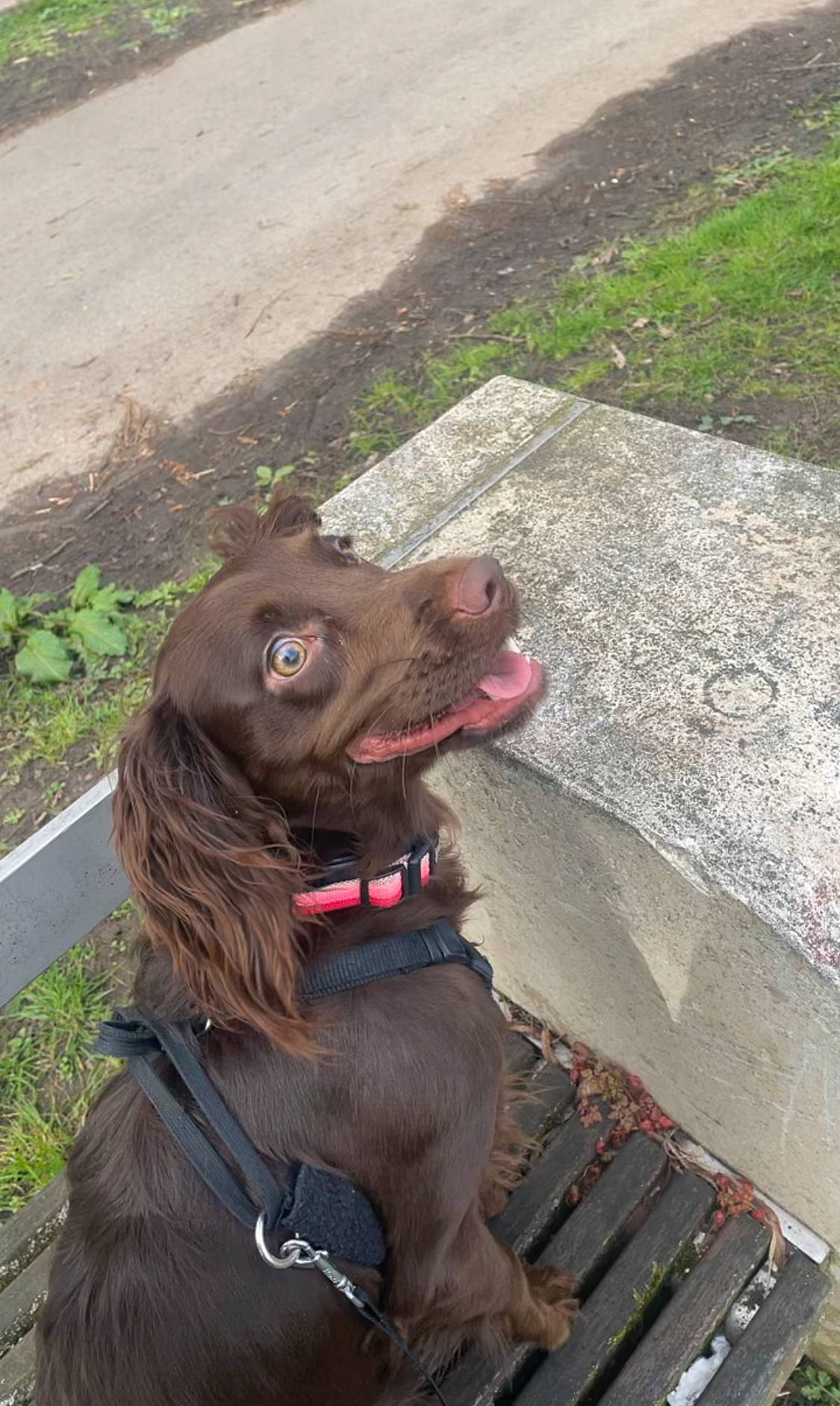 Cleo joined the competition — help win amazing prizes! asphalt, canidae, carnivore, collar, companion_dog, dog, dog_breed, dog_collar, fang, fur, grass, gun_dog, leash, liver, retriever, road_surface, snout, sporting_group, vertebrate, working_animal