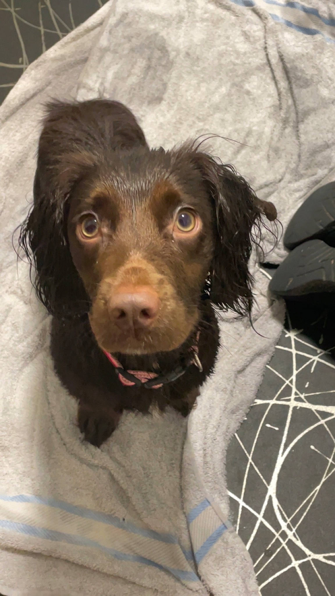 Cleo is registered to the contest to win money with this photo: canidae, carnivore, cocker_spaniel, companion_dog, dog, dog_breed, dog_collar, ear, fawn, fur, gun_dog, hunting_dog, liver, pont_audemer_spaniel, puppy, snout, spaniel, sporting_group, whiskers, working_animal