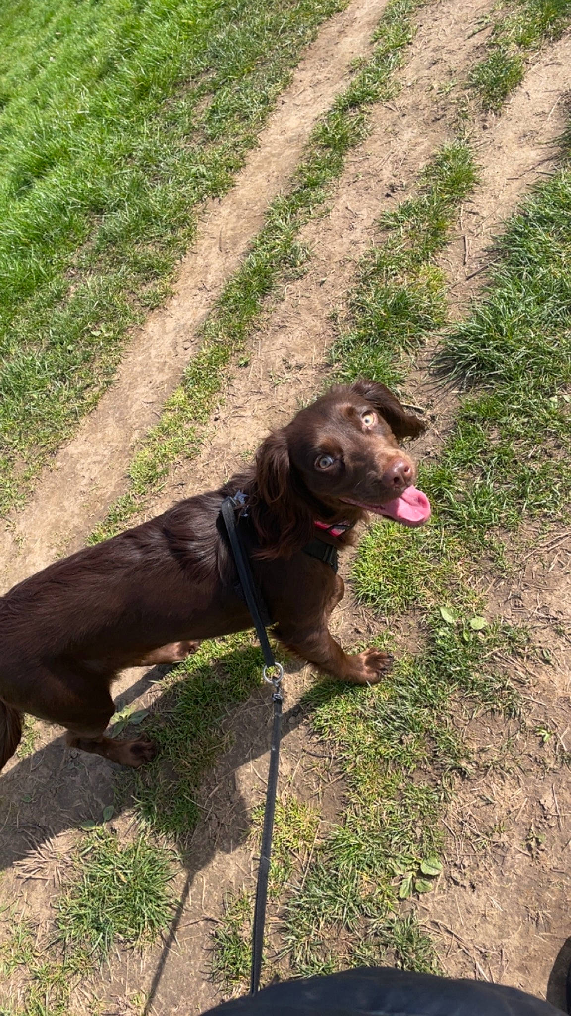 Cleo is registered to the contest to win money with this photo: borador, canidae, carnivore, collar, companion_dog, dog, dog_breed, dog_collar, fur, grass, gun_dog, leash, liver, pet_supply, soil, sporting_group, tail, terrestrial_animal, working_animal, working_terrier