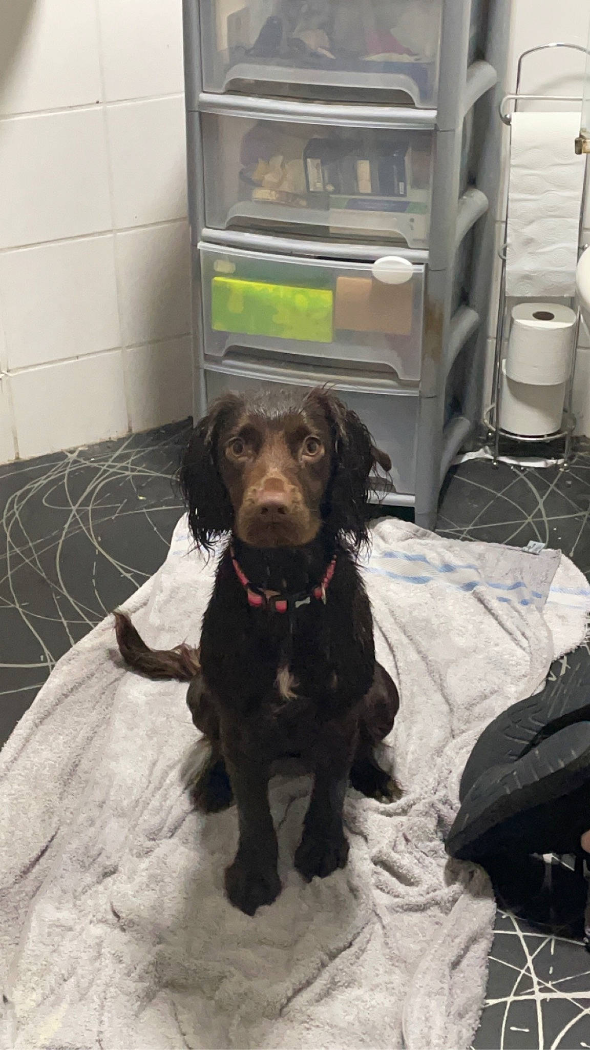 Cleo joined the competition — help win amazing prizes! borador, carnivore, collar, companion_dog, dog, dog_breed, dog_collar, dog_supply, flooring, fur, guard_dog, gun_dog, hunting_dog, leash, liver, pet_supply, sporting_group, working_animal