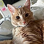 cat, orange_tabby, pet, feline, whiskers, fur, bed, indoor, closeup, relaxed, cute, animal, domestic_animal, looking, portrait, mammal, sleepy, soft, young_cat, curious