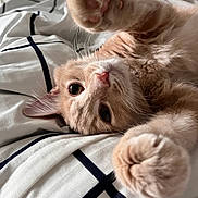 Percy joined the competition — help win amazing prizes! cat, orange_tabby, paw, bed, blanket, indoor, pet, fur, whiskers, close_up, cute, animal, playful, relaxed, soft, sleepy, domestic_cat, feline, comfort, resting