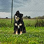 Ulky participe au concours pour gagner de l'argent avec cette photo : animal, canine, cloudy_sky, curious, cute, daytime, dog, fence, field, flowers, fur, grass, greenery, head_tilt, nature, outdoor, pet, portrait, rural, sitting
