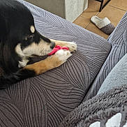 Ulky a rejoint le concours — aidez-le/la à gagner de superbes lots ! black_dog, blanket, chewing, clothing, couch, cozy, dog, fabric, floor, home, indoor, paw, person, pet, relaxing, resting, slipper, tan_dog, tile, toy