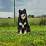 Ulky a rejoint le concours — aidez-le/la à gagner de superbes lots ! animal, black_dog, canine, cloudy_sky, collar, daylight, dog, ears, fence, field, flowers, fur, grass, greenery, nature, outdoor, peaceful, pet, portrait, sitting
