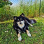 animal, black_fur, blue_sky, canine, dog, fence, flowers, fluffy, garden, grass, greenery, lying_down, mammal, nature, outdoor, pet, relaxed, summer, sunlight, tan_fur