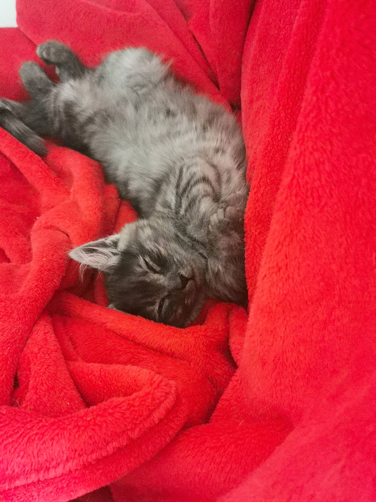 Umi a rejoint le concours — aidez-le/la à gagner de superbes lots ! canidae, carmine, carnivore, comfort, companion_dog, coquelicot, dog_breed, felidae, fur, grey, linens, liver, nap, paw, small_to_medium_sized_cats, snout, sporting_group, tail, whiskers