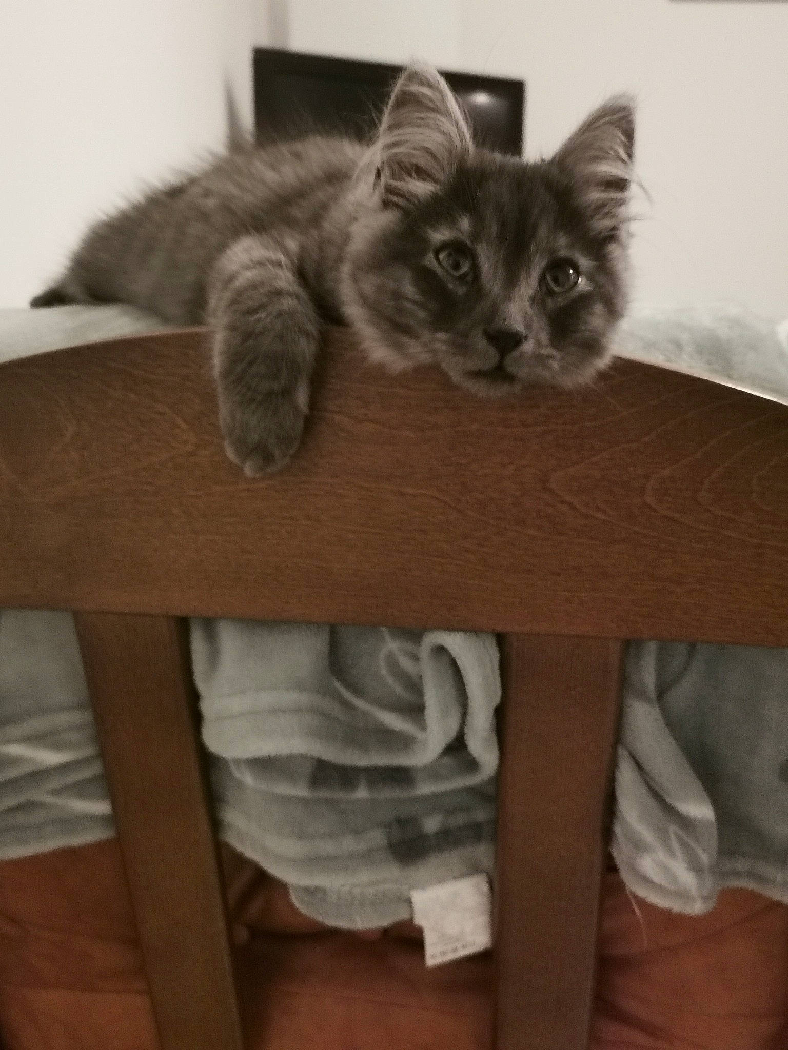 Umi participe au concours pour gagner de l'argent avec cette photo : british_longhair, carnivore, cat, cat_supply, chair, claw, comfort, domestic_short_haired_cat, felidae, flooring, fur, grey, hardwood, paw, small_to_medium_sized_cats, table, tail, whiskers, window, wood