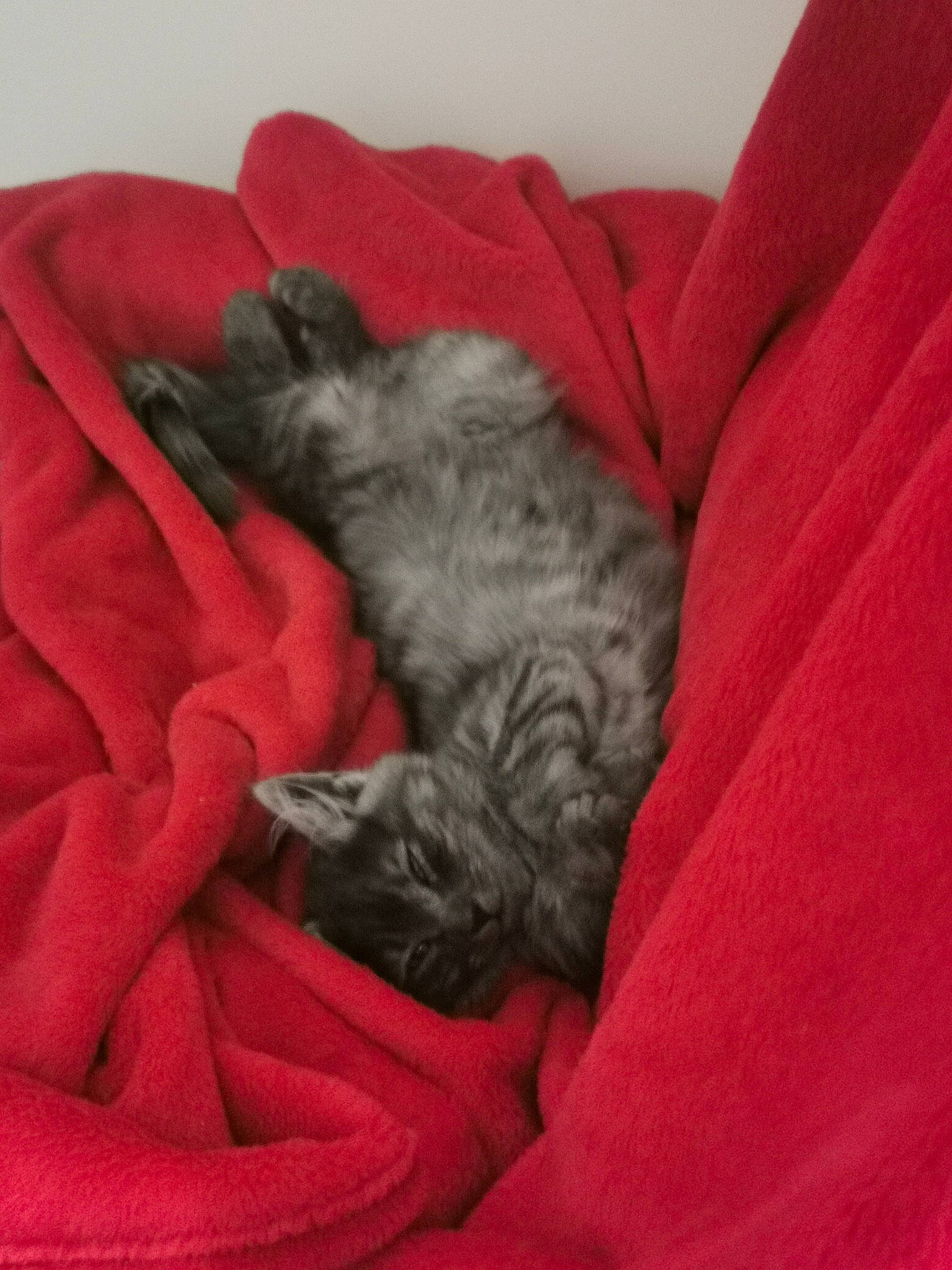 Umi a rejoint le concours — aidez-le/la à gagner de superbes lots ! canidae, carmine, carnivore, comfort, companion_dog, dog, dog_breed, dog_supply, felidae, fur, grey, liver, paw, schnauzer, small_to_medium_sized_cats, sporting_group, tail, terrestrial_animal, working_animal