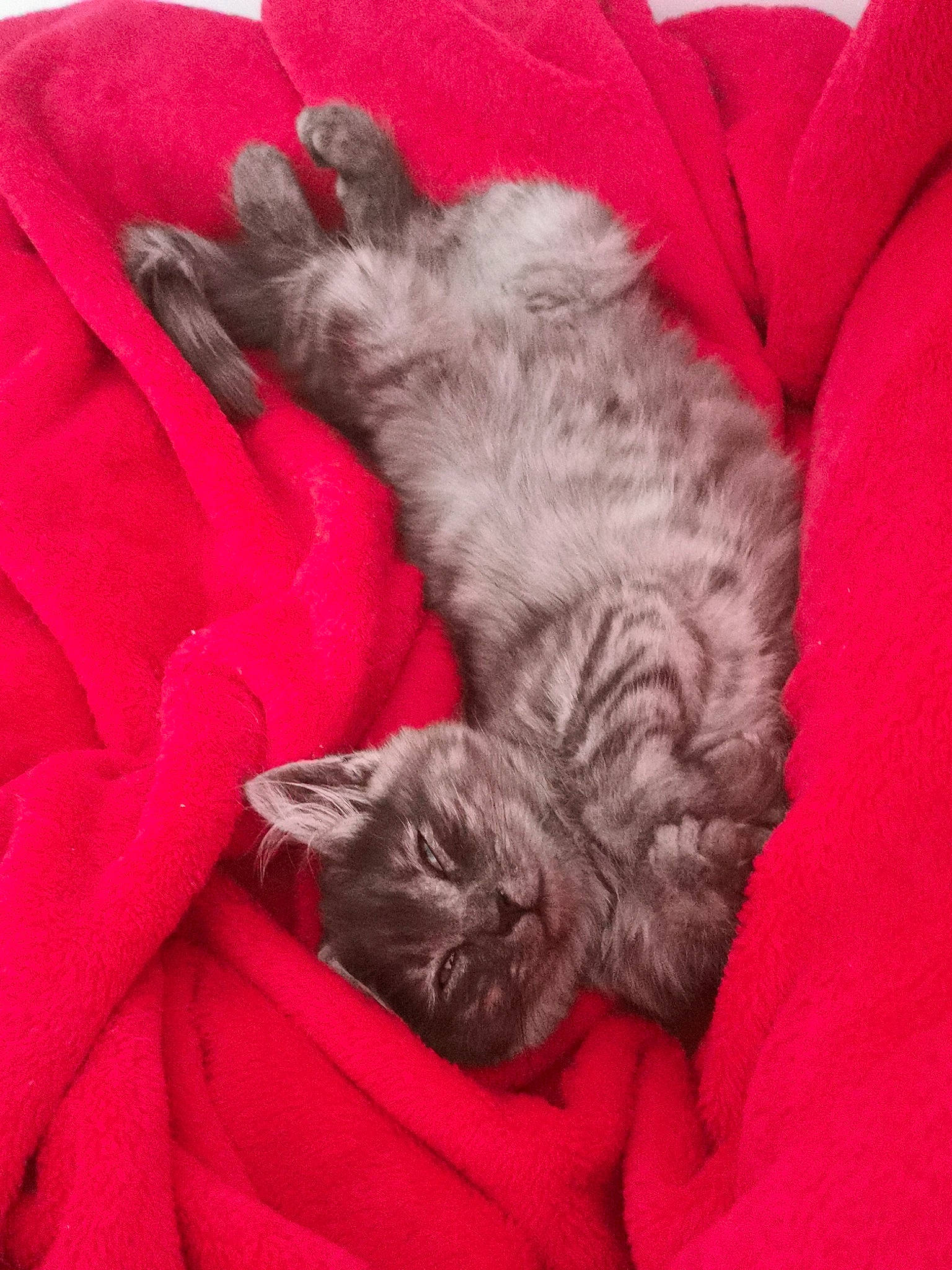 Umi participe au concours pour gagner de l'argent avec cette photo : carmine, carnivore, cat, claw, comfort, felidae, fur, grey, nap, paw, small_to_medium_sized_cats, tail, whiskers