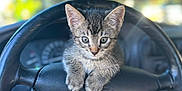 Harold is registered to the contest to win money with this photo: animal, car_interior, cat, close_up, curious, cute, dashboard, ears, feline, indoor, kitten, paws, pet, portrait, soft_light, steering_wheel, tabby, vehicle, whiskers, young_animal