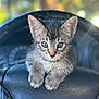 animal, car_interior, cat, close_up, curious, cute, dashboard, ears, feline, indoor, kitten, paws, pet, portrait, soft_light, steering_wheel, tabby, vehicle, whiskers, young_animal