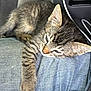 Harold joined the competition — help win amazing prizes! animal, cat, closeup, cozy, cute, denim, domestic, feline, fur, indoor, kitten, lap, mammal, pet, resting, sleepy, striped, tabby, whiskers, young