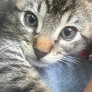 Harold is registered to the contest to win money with this photo: animal, cat, close_up, cute, denim, domestic, eyes, face, feline, fur, indoor, kitten, mammal, pet, portrait, soft, tabby, texture, whiskers, young