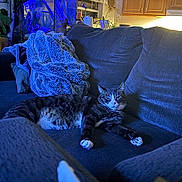 Mossly joined the competition — help win amazing prizes! cat, tabby_cat, couch, blanket, cushion, indoor, living_room, furniture, relaxing, pet, animal, home, cozy, blue_light, aquarium, wood_cabinet, plant, carpet, comfort, resting