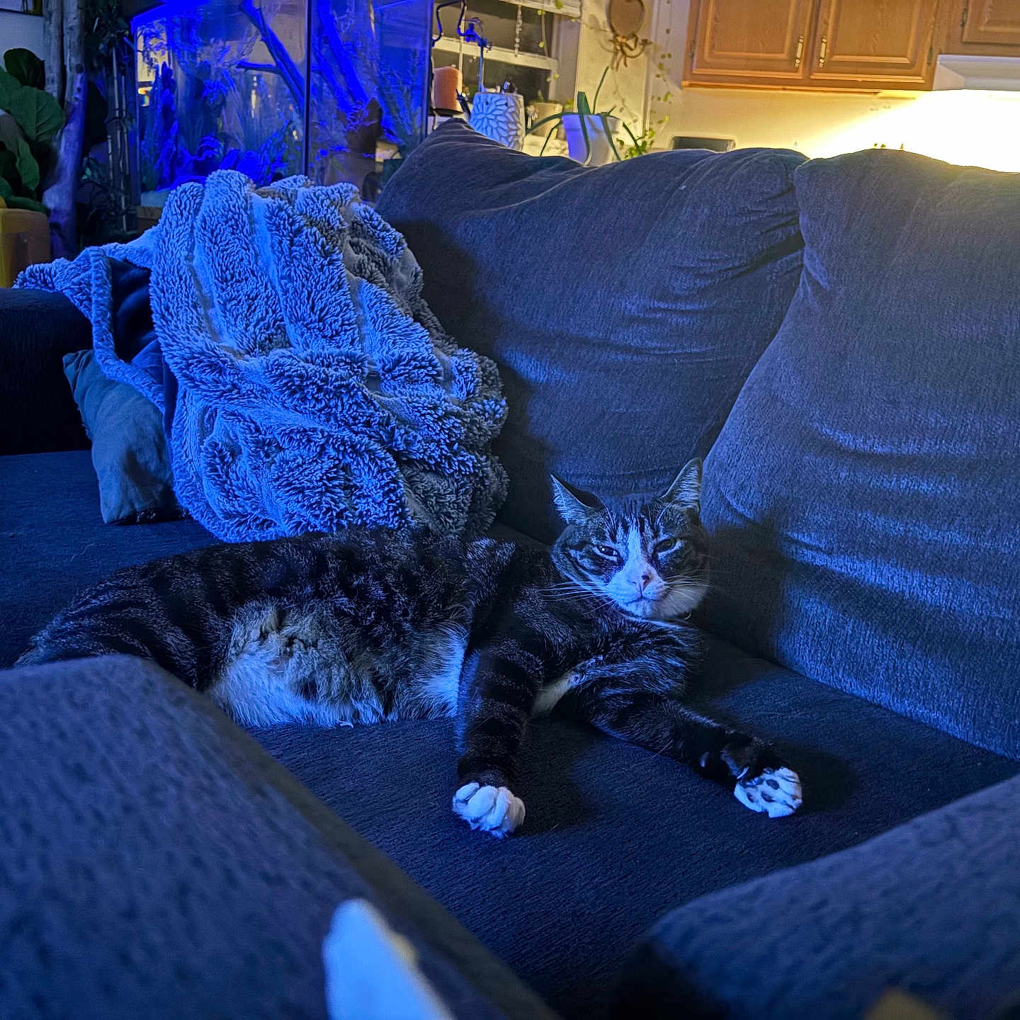 Mossly joined the competition — help win amazing prizes! animal, aquarium, blanket, blue_light, carpet, cat, comfort, couch, cozy, cushion, furniture, home, indoor, living_room, pet, plant, relaxing, resting, tabby_cat, wood_cabinet