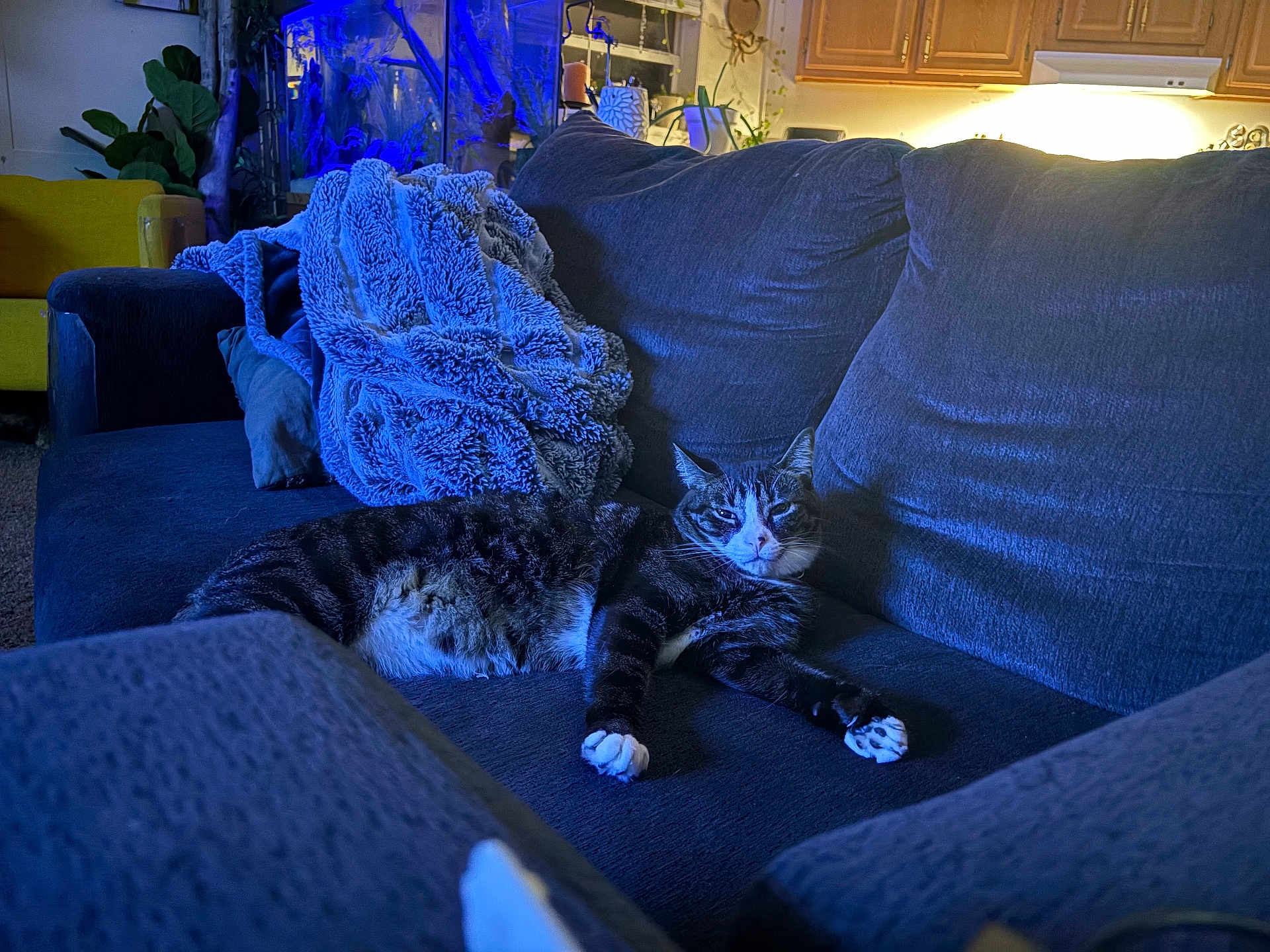 Mossly joined the competition — help win amazing prizes! cat, tabby_cat, couch, blanket, cushion, indoor, living_room, furniture, relaxing, pet, animal, home, cozy, blue_light, aquarium, wood_cabinet, plant, carpet, comfort, resting