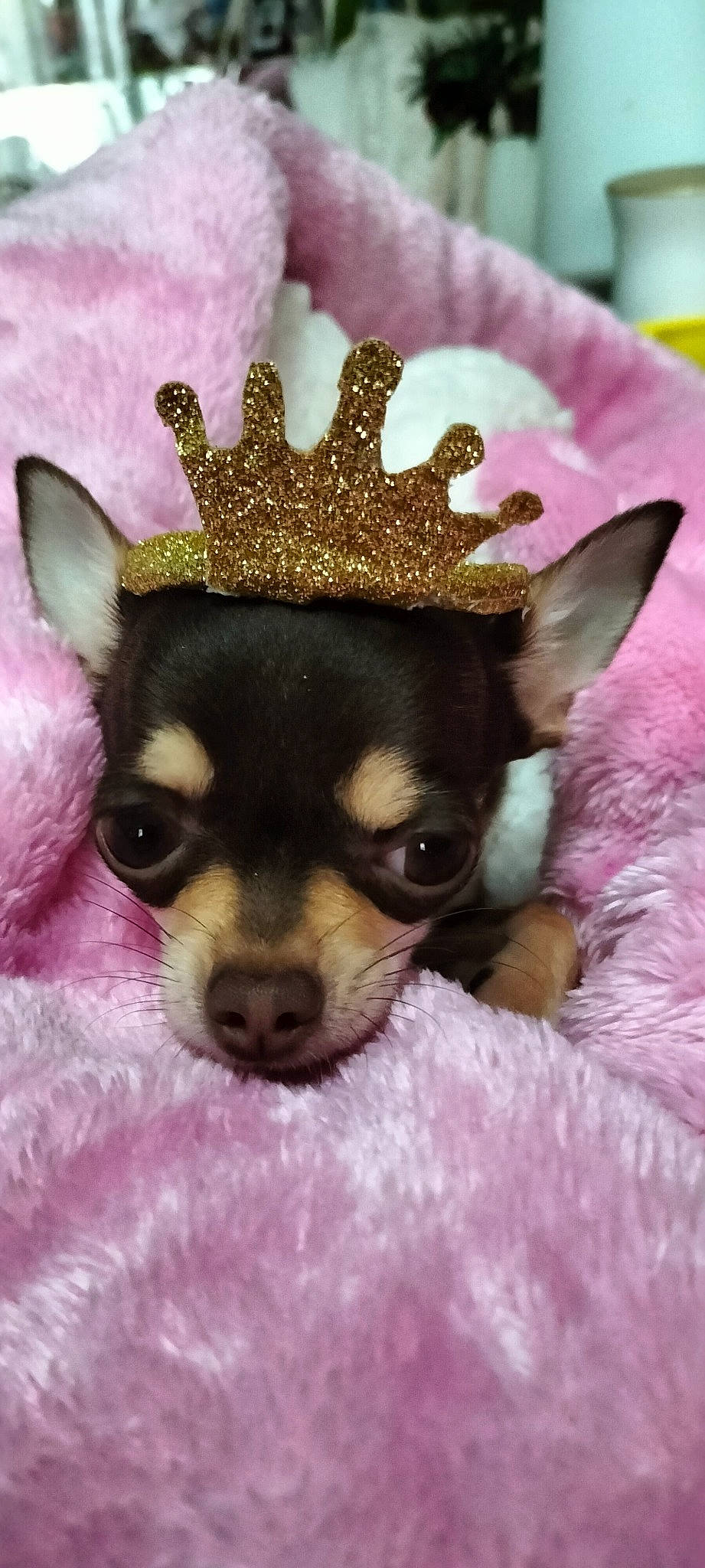 Tékyla participe au concours pour gagner de l'argent avec cette photo : canidae, carnivore, chihuahua, companion_dog, dog, dog_breed, ear, eyelash, fashion_accessory, fawn, fur, jewellery, party_hat, pink, russkiy_toy, snout, toy, toy_dog, whiskers, working_animal