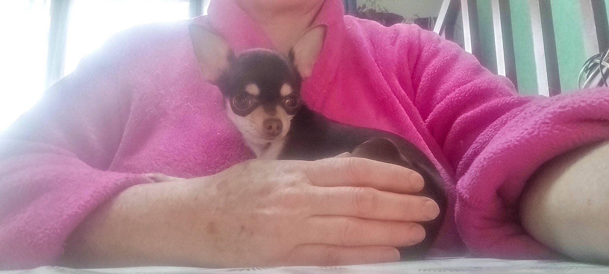 Tékyla participe au concours pour gagner de l'argent avec cette photo : canidae, carnivore, chihuahua, comfort, companion_dog, dog, dog_breed, ear, fawn, finger, gesture, magenta, nail, pink, purple, russkiy_toy, thumb, toy_dog, whiskers, working_animal