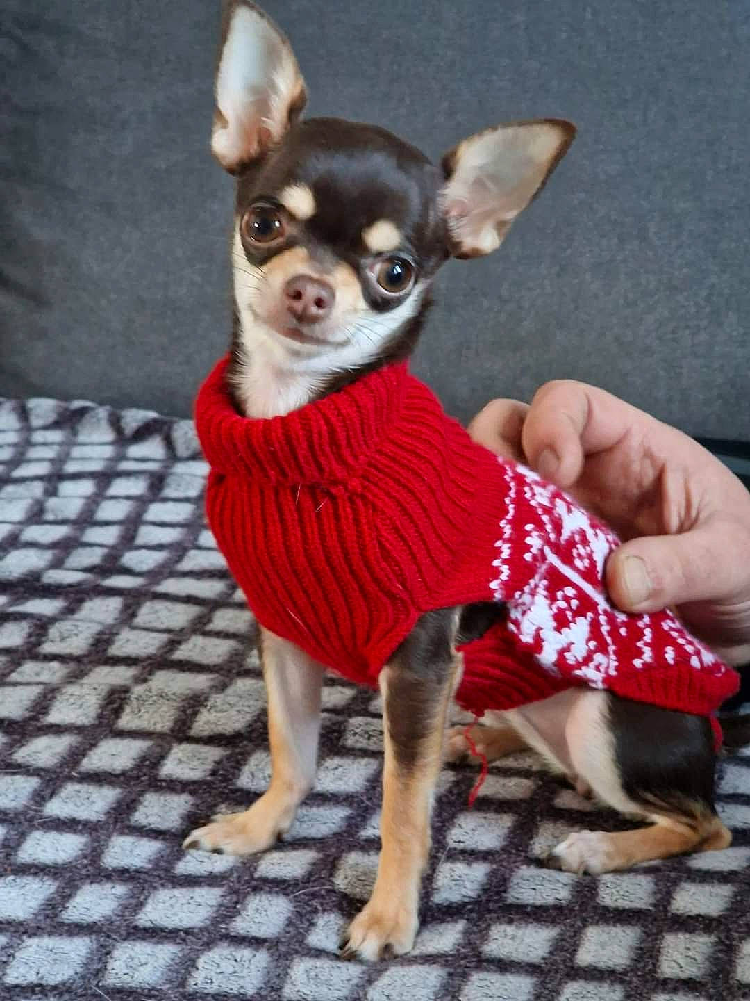 Tékyla a rejoint le concours — aidez-le/la à gagner de superbes lots ! canidae, carnivore, chihuahua, companion_dog, dog, dog_breed, dog_clothes, dog_supply, ear, fawn, fur, grey, pattern, sleeve, snout, sporting_group, tail, toy_dog, whiskers, working_animal