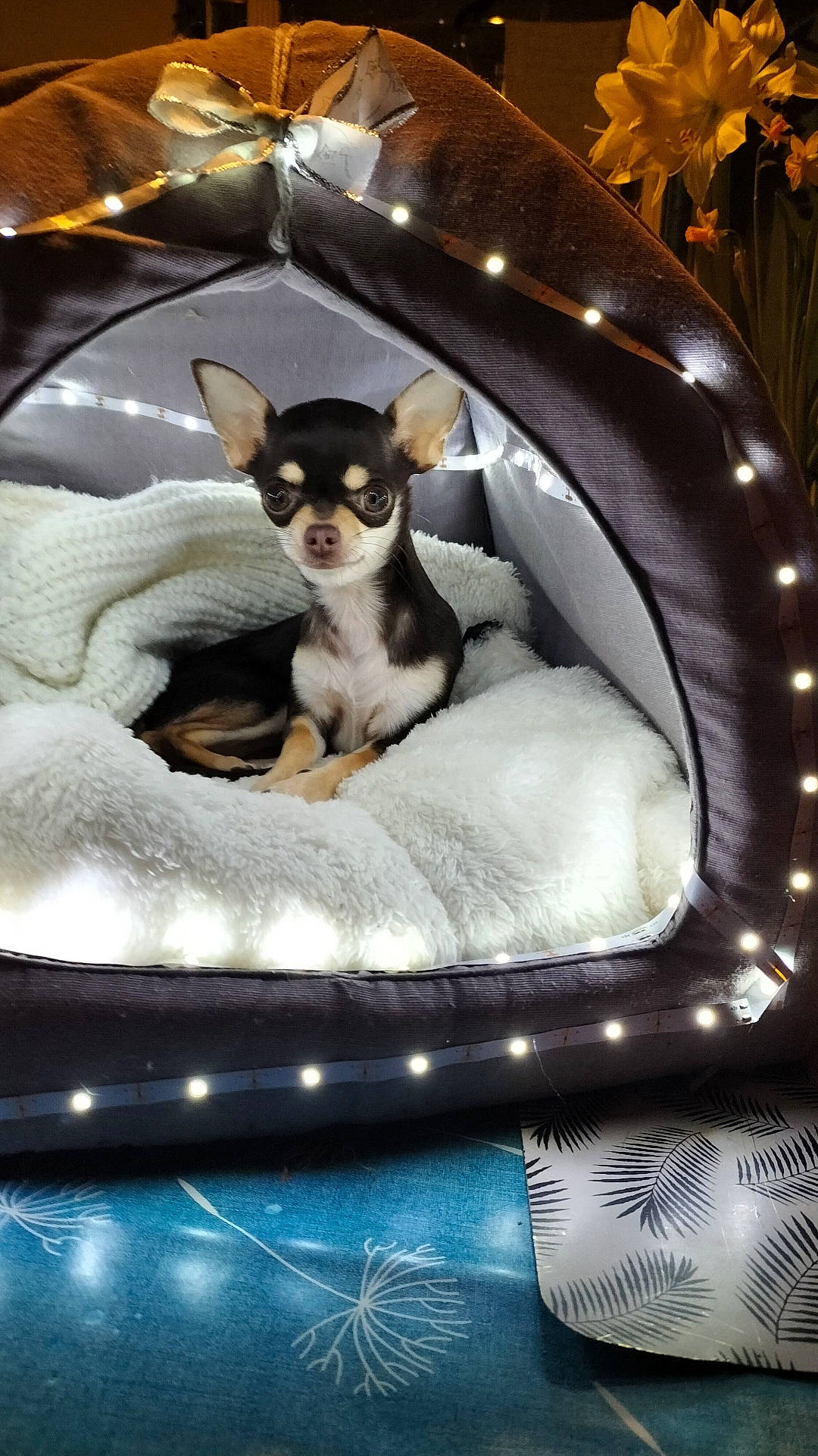 Tékyla participe au concours pour gagner de l'argent avec cette photo : canidae, car_seat, carnivore, chihuahua, comfort, companion_dog, dog, dog_breed, dog_supply, fawn, fur, linens, paw, pet_supply, russkiy_toy, snout, sporting_group, toy_dog, whiskers, working_animal