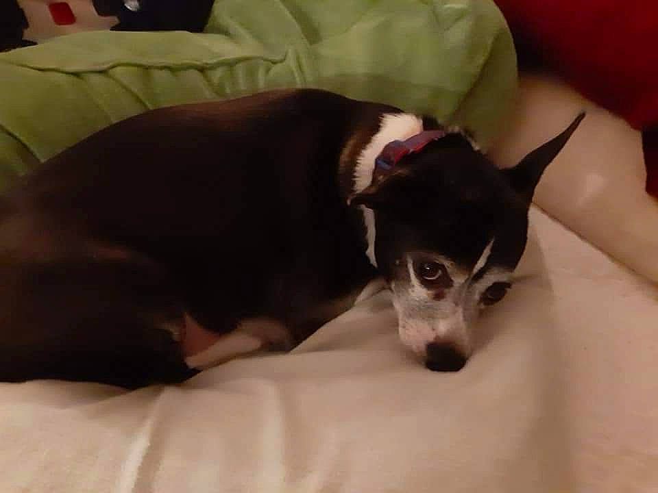 Nathan is registered to the contest to win money with this photo: carnivore, chihuahua, comfort, companion_dog, corgi_chihuahua, couch, dog, dog_breed, dog_supply, fawn, fur, non_sporting_group, paw, puppy, russkiy_toy, sporting_group, terrestrial_animal, toy_dog, whiskers, working_animal