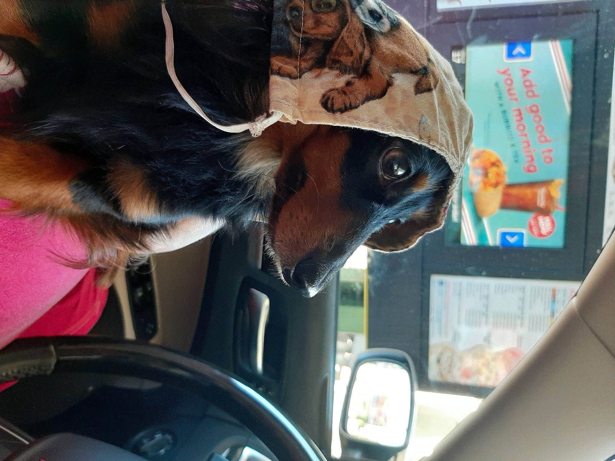 Bailey is registered to the contest to win money with this photo: auto_part, automotive_exterior, automotive_lighting, automotive_mirror, automotive_side_view_mirror, car, carnivore, collar, companion_dog, dog, dog_breed, eyewear, fawn, mirror, motor_vehicle, rear_view_mirror, snout, steering_wheel, vehicle, vehicle_door